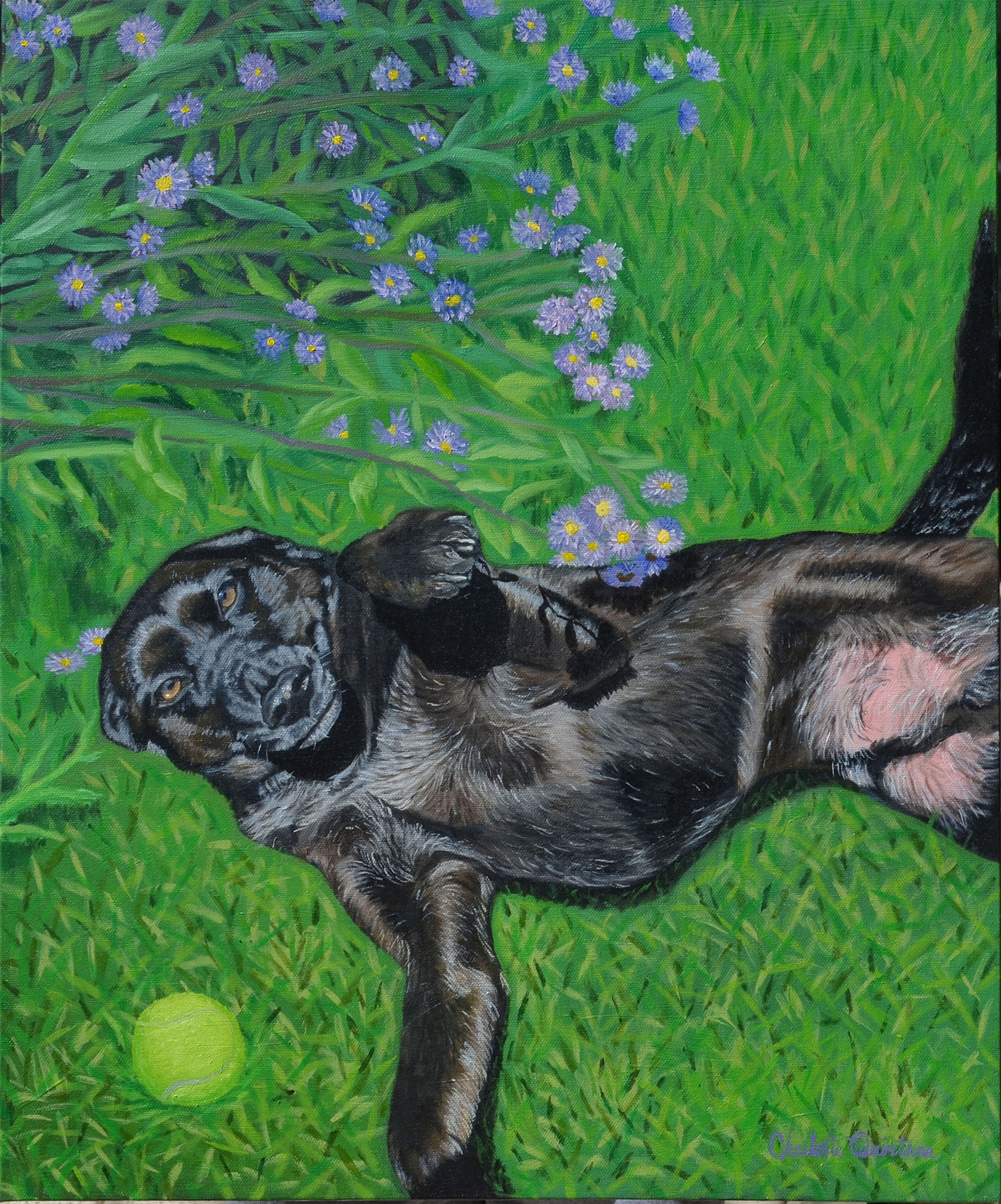 Rocky — original oil painting of a dog by Charlotte-Louise, 20x24 inches